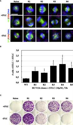 Drug resistance dependent on allostery: A P-loop rigor Eg5 mutant exhibits resistance to allosteric inhibition by STLC